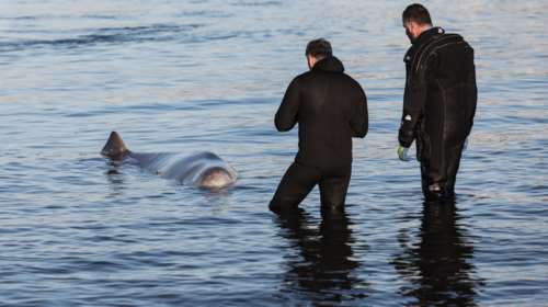 Ελεύθερη στην ανοικτή θάλασσα οδηγήθηκε και αφέθηκε να κολυμπήσει η φάλαινα του είδους "ΖΙΦΙΟΣ"