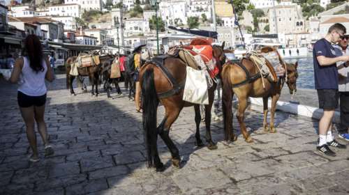 Ρόδος: Έκκληση ακτιβιστών για τα γαϊδουράκια που χρησιμοποιούνται ως &quot;ταξί&quot; – Για κακομεταχείριση μιλά η DailyMail