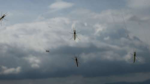 Ιός Δυτικού Νείλου – ΕΟΔΥ: Τα περισσότερα κρούσματα των τελευταίων 5 ετών στη χώρα μας - Προφυλαχθείτε από τα κουνούπια