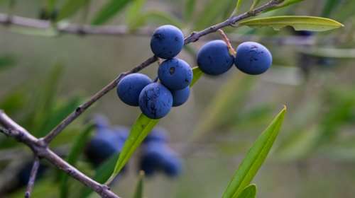 Τα 21 ελληνικά ΠΟΠ προϊόντα που προστατεύονται από τη Συμφωνία Mercosur - Τι αλλάζει για τους παραγωγούς