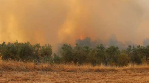 Κόλαση φωτιάς στα Μέγαρα: Εκκενώνονται και τα Παπαγιαννέικα - Πύρινο μέτωπο 1 χλμ. - Απειλείται το Αλεποχώρι
