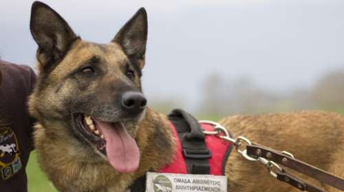 Συνταξιούχος πια ο Κούκι: Ο πρώτος σκύλος - ανιχνευτής δηλητηριασμένων δολωμάτων στην Ελλάδα
