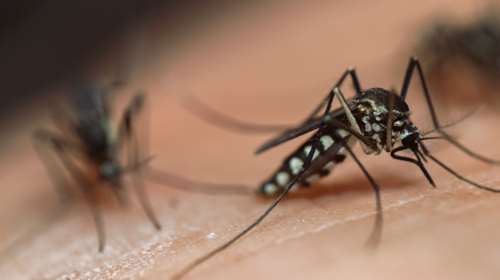 Σε έξαρση ο ιός του Δυτικού Νείλου: Δύο νεκροί την πρώτη εβδομάδα του Αυγούστου - Πού εντοπίζονται τα κρούσματα