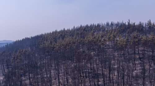 Φωτιά στην Αλεξανδρούπολη: Ακόμη ένας μετανάστης νεκρός - Ενεργό το μέτωπο, συνεχίζεται η μάχη με τις φλόγες
