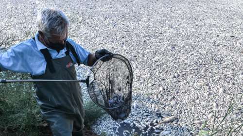 Βόλος: Απαγορεύεται το μπάνιο σε δεκάδες &quot;γαλάζιες&quot; παραλίες λόγω των νεκρών ψαριών - Νεκροθάφτης ο Κουρέτας για τον Μπέο