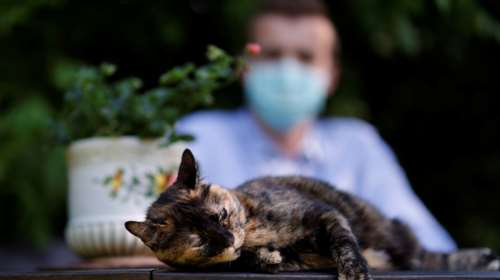 Οι γάτες μπορούν να κολλήσουν κορονοϊό από τους ανθρώπους, επιβεβαιώνουν επιστήμονες