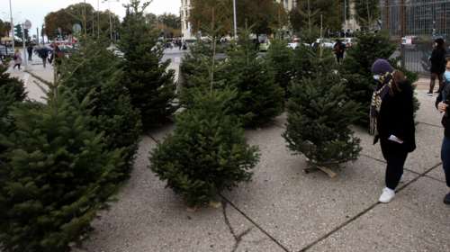 Στην... ουρά για το έλατο: Ρεκόρ παραγγελιών και πωλήσεων για χριστουγεννιάτικα δέντρα - Πόσο κοστίζουν