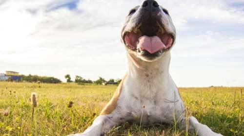 Ποια είναι η πρώτη λέξη που πρέπει να μαθαίνει ο σκύλος σας