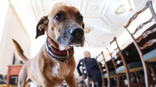 Η... σούπερ σταρ εμφάνιση του Peanut στο Μαξίμου - Έκλεψε την παράσταση στο υπουργικό συμβούλιο