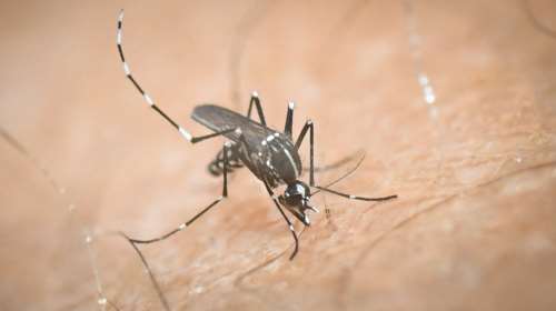 Ιός δυτικού Νείλου: Συνολικά 123 κρούσματα και 11 θάνατοι στη χώρα - Τα συμπτώματα