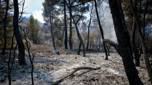&quot;Το δάσος να ξανά γίνει δάσος&quot;: Συγκέντρωση διαμαρτυρίας κατά την επίσκεψη Μητσοτάκη στην Πεντέλη
