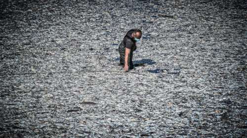 Καθάρισε ο Παγασητικός από τα νεκρά ψάρια, μάζεψαν πάνω από 270 τόνους - Παραμένει η απαγόρευση κολύμβησης