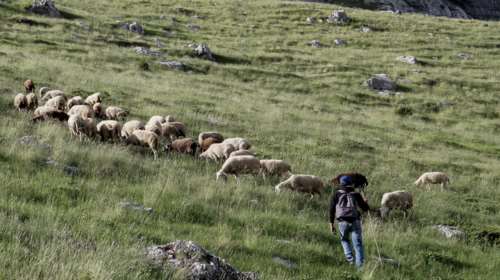 Ευλογιά των προβάτων: Είναι ασφαλές το γάλα και το κρέας; - Το υπουργείο Αγροτικής Ανάπτυξης απαντά