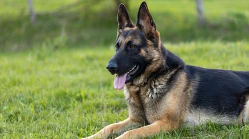 Πετρούπολη: Φιλοζωική καταγγέλλει δικαστικό επιμελητή ότι έριξε φόλα σε σκύλο οικογένειας για να τους κάνει έξωση