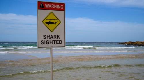 Αυστραλία: Μια νεκρή και ένας σοβαρά τραυματίας μετά από επίθεση καρχαρία