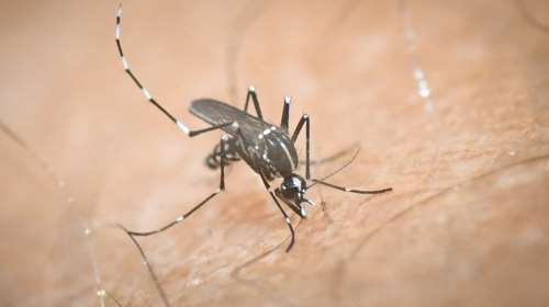 Θεσσαλονίκη: Περισσότερα τα κουνούπια λόγω των βροχών του Απριλίου - Η εφαρμογή στα κινητά που κάνει... πρόβλεψη