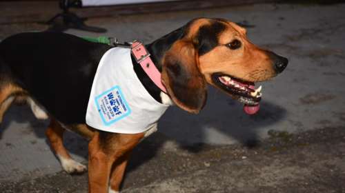 Η Αστυνομία θα μπορεί να κάνει ταυτοποίηση των ιδιοκτητών ζώων συντροφιάς με το τσιπάκι