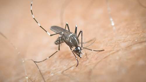 Ποιες ασθένειες μεταδίδονται με το τσίμπημα κουνουπιού - Γιατί αυξάνεται ο κίνδυνος εξάπλωσης στην Ευρώπη