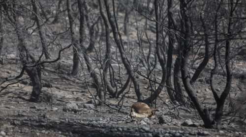 Φωτιά στην Κερατέα: Καρέ - καρέ το πώς εξαπλώθηκε ο πύρινος εφιάλτης [βίντεο]