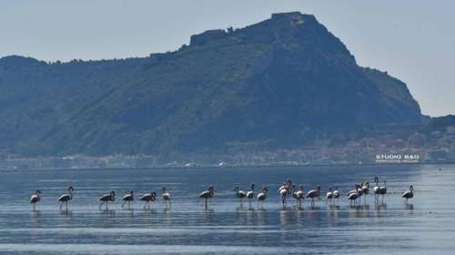 Υπέροχες εικόνες με δεκάδες πανέμορφα φλαμίνγκο στον υδροβιότοπο Ναυπλίου - Νέας Κίου [ Εικόνες-Βίντεο]