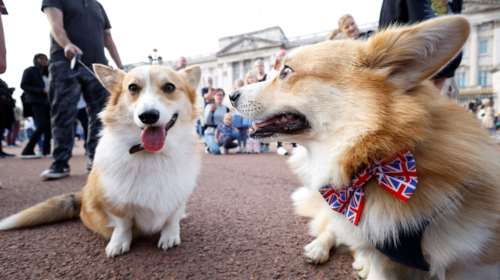 Τα κόργκι της Βασίλισσας: Ποιος θα κληρονομήσει τα αγαπημένα σκυλάκια που συντρόφευαν την Ελισάβετ