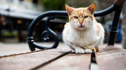 Θεσσαλονίκη: Ηλικιωμένος πυροβόλησε γάτα με αεροβόλο - &quot;Ήθελα μόνο να τη φοβίσω&quot;