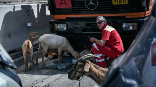 Άνοιξαν και τα δύο ρεύματα στην Εθνική οδό Αθηνών-Λαμίας στο ύψος της Κηφισιάς - Κάηκε φορτηγό που μετέφερε ζώα [εικόνες]