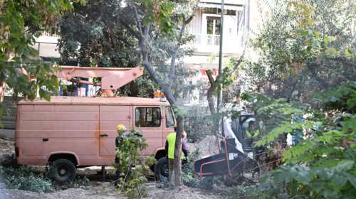 Πού θα μεταφυτευτούν τα δέντρα της πλατείας Εξαρχείων - Προμήθεια άλλων 2.975 νέων δέντρων για τα έργα του Μετρό