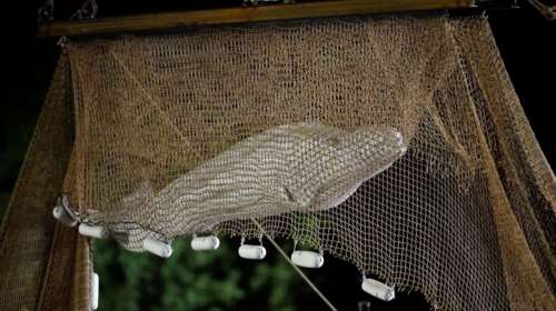 Πέθανε η λευκή φάλαινα Μπελούγκα λίγες ώρες μετά τον απεγκλωβισμό της από τον Σηκουάνα [Βίντεο]