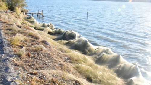 Επανήλθε το &quot;πέπλο&quot; της αράχνης στο Αιτωλικό - Εντυπωσιακές εικόνες
