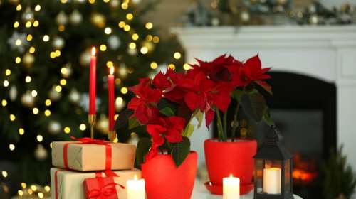 Χριστούγεννα: Επιτραπέζιες διακοσμήσεις με αλεξανδρινά - Λουλουδένια και γιορτινά τραπέζια για όλα τα γούστα