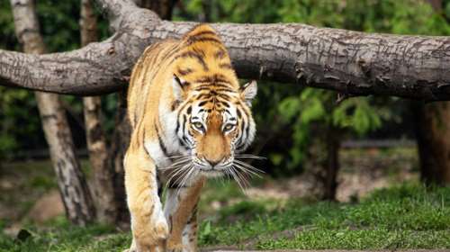 Ζωολογικός κήπος στη Δανία ζητά από το κοινό να δωρίσει ανεπιθύμητα μικρά κατοικίδια ή άλογα για να ταΐσει τα ζώα σε αιχμαλωσία