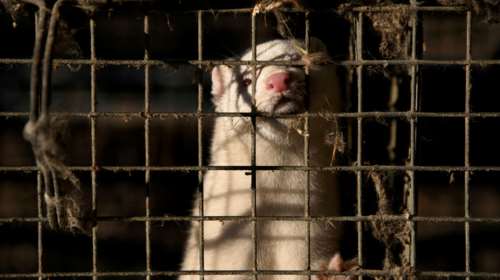 Μπλάκ άουτ στην Πτολεμαΐδα από ένα &quot;μίνκ&quot;