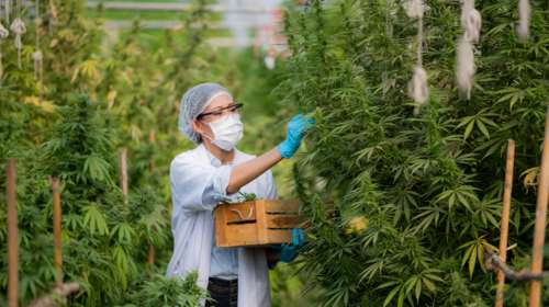 ΕΚΠΑ: Ερευνα για να επιβεβαιωθεί η αντικαρκινική δράση της κάνναβης - Από το τμήμα Φαρμακευτικής