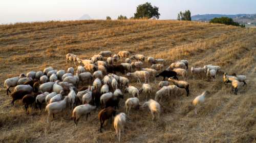 Πανώλη αιγοπροβάτων: Μέτρα και στην Αχαΐα - Βρίσκεται σε ζώνη επιτήρησης