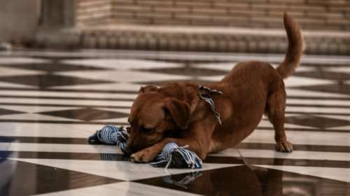 Ο Peanut... ξεσαλώνει στο Μέγαρο Μαξίμου: Το γαλάζιο παιχνίδι και οι απίστευτες πόζες [εικόνες]