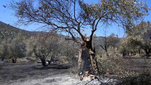 Φωτιά στην Άμφισσα: Κάηκαν υπεραιωνόβια δέντρα στον Ελαιώνα - Μνημείο πολιτιστικής κληρονομιάς της UNESCO