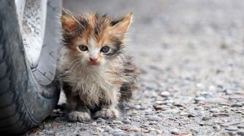 Σύλληψη και πρόστιμο 5.000 ευρώ για 64χρονο που κλώτσησε αδέσποτη γάτα στη Θεσσαλονίκη