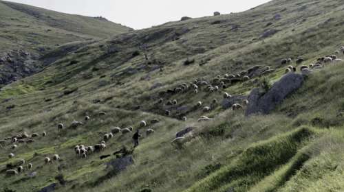 Ευλογιά των αιγοπροβάτων: Αποφεύχθηκε το lockdown - Ενισχύονται οι έλεγχοι και τα μέτρα