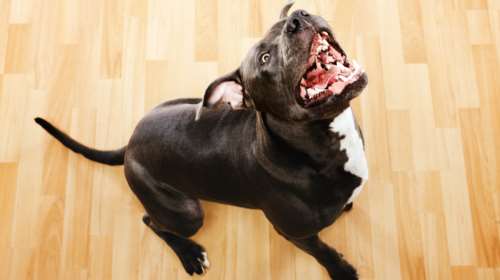 Σοκ στη Νέα Σμύρνη: Σκύλος δάγκωσε στο κεφάλι μωρό 11 μηνών - Νοσηλεύεται στο Παίδων