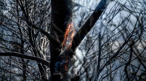 Φωτιά σε Κάρυστο και Θήβα - Μεγάλη κινητοποίηση της Πυροσβεστικής