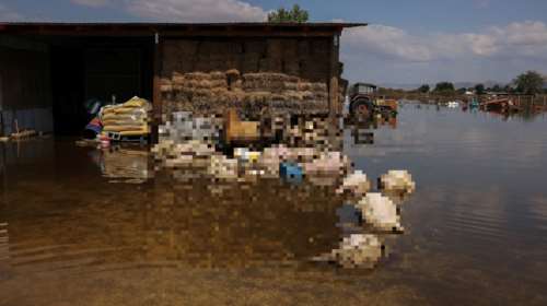 Τεράστιες απώλειες ζώων στη Θεσσαλία: 38.000 αιγοπρόβατα και 7.000 χοίροι έχουν δηλωθεί ως νεκρά