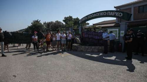 Αττικό Ζωολογικό Πάρκο: Συγκέντρωση διαμαρτυρίας για τον θάνατο του χιμπατζή - Γιατί &quot;αναγκαστήκαμε να τον σκοτώσουμε&quot;