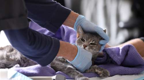 Κορονοϊός - Νέα έρευνα: Οι γάτες μπορεί να κολλήσουν, οι σκύλοι πιο δύσκολα