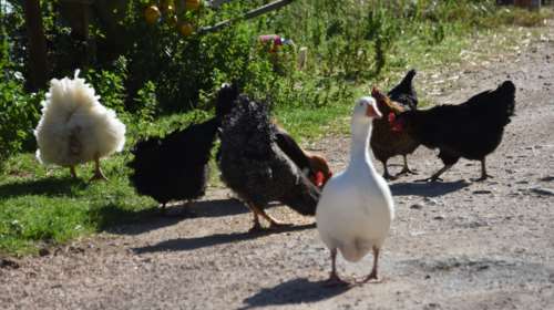 Νέος συναγερμός για τη γρίπη των πουλερικών: Η Βουλγαρία ενημέρωσε την Ελλάδα ότι εντόπισε κρούσμα