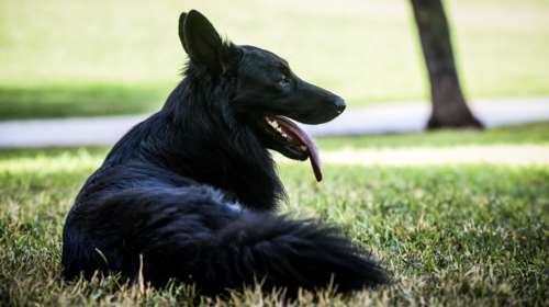 Ηγουμενίτσα: Συνελήφθη 67χρονος που έδωσε φόλες σε αδέσποτους σκύλους - Είχε βάλει δηλητήριο σε κρέας