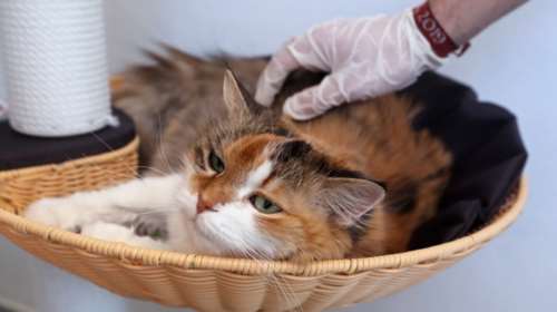 Καλλιτέχνες στέλνουν το μήνυμα: Ο κορονοϊός #denkollaei από τα ζώα συντροφιάς