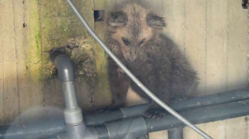 Καστοριά: Αρκουδάκι έπεσε σε δεξαμενή και διασώθηκε με τη βοήθεια ενός κορμού δέντρου [βίντεο]