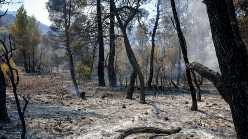 Φωτιές: Σχεδόν 100.000 στρέμματα κάηκαν σε Βίλια και Κερατέα - Παραμένουν στη χώρα Πολωνοί και Ρουμάνοι πυροσβέστες