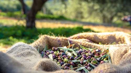 Η ελαιοπαραγωγή στη Λέσβο το 2023: Μικρή παραγωγή, καλή ποιότητα και... υψηλή τιμή - Πού φτάνει το λίτρο